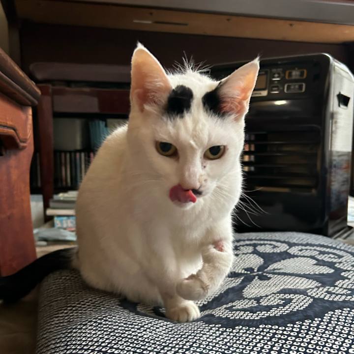 D4c55843 3863 4279 9ddd 4965e1d3ae4f 1709619774710