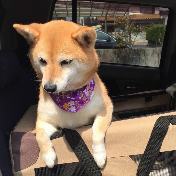 D4c6bdc2 2bc7 4974 ad9b 317621a5aff4 1553744767810