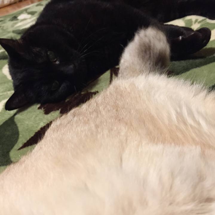 D4c800a7 25d6 4758 ba3c f48ccac9eb8e 1585740759630