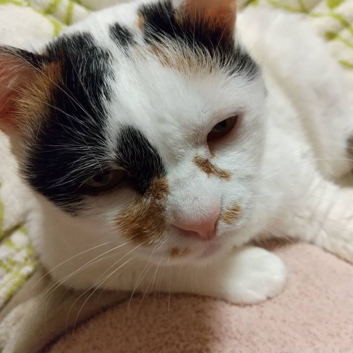 D4c84669 6a19 4d43 bc64 005430f488b4 1650026077285