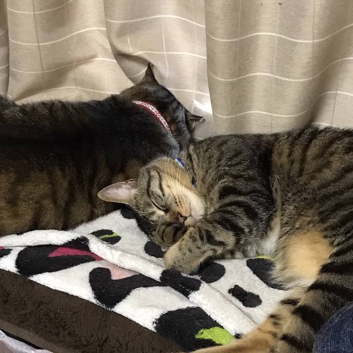 D4c85076 f4d4 44c5 bdd6 c5b50150e29a 1541798324750