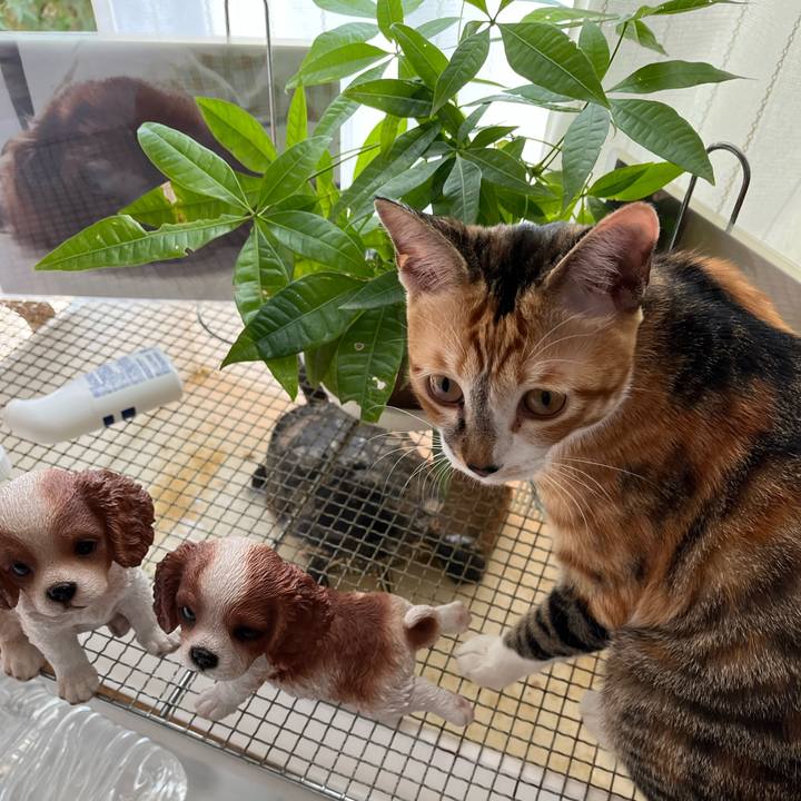 D4c88a56 e73c 4d3b a04a d00bf8f8bdac 1666477401348