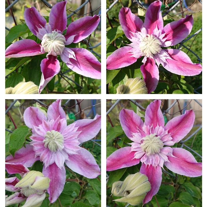 D4c942b8 ba21 444c b4cd 4f354cbe0f22 1556346076511