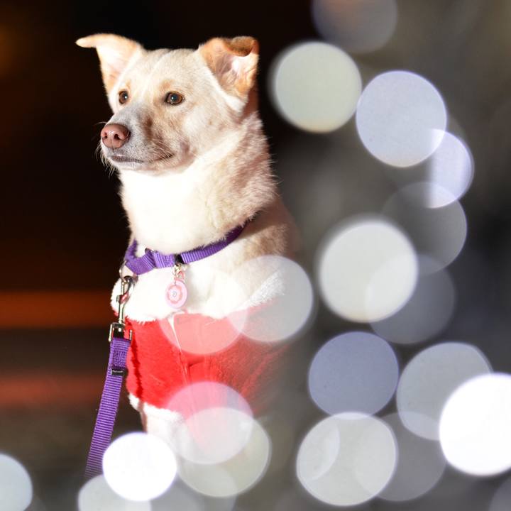 D4cc95d3 4edc 4f76 8773 2e1f216769a2 1514167146132