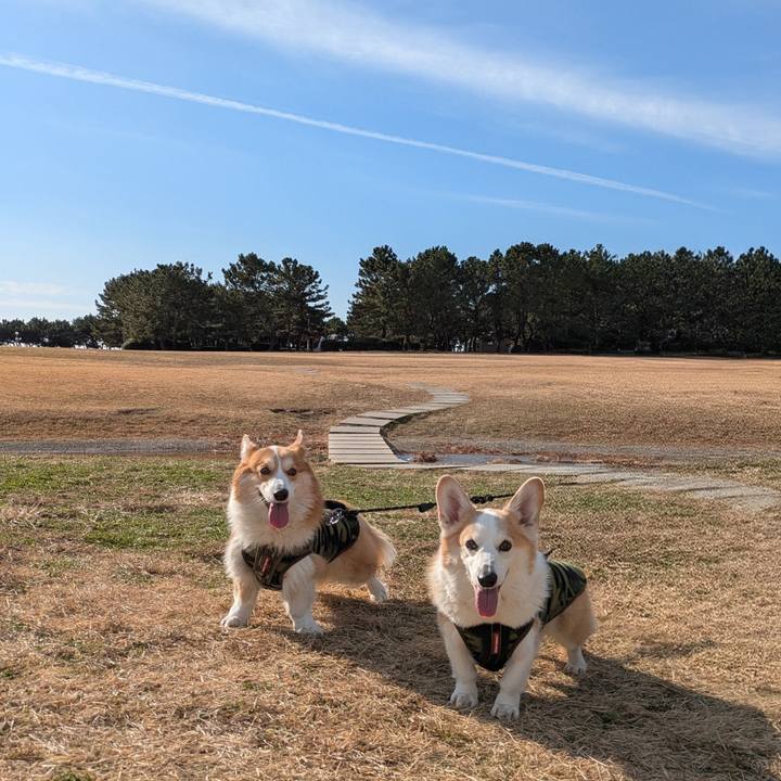 D4ccf4d0 6fe6 43fc 9955 da23f8a7149a 1767160421678