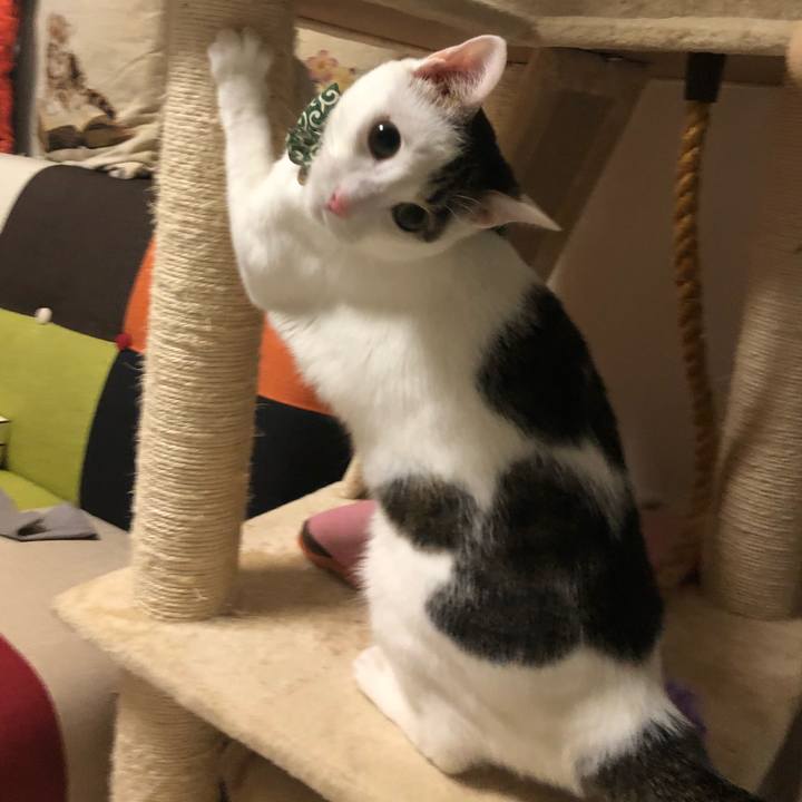 D4ce15a2 3740 4bc9 924e f02290a90bc6 1533901616170