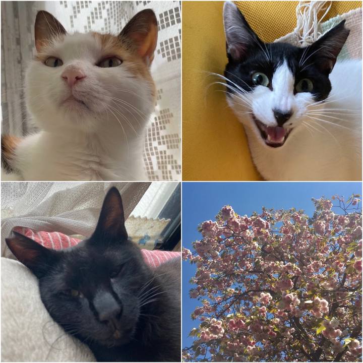 D4cf05bc 2033 4509 9b83 a71b1e37ea99 1589789977618