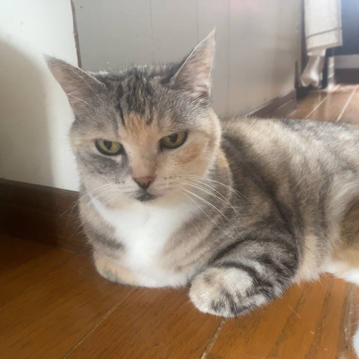 D4d056e0 9987 49c1 98ce fe87595c0c39 1754030256748