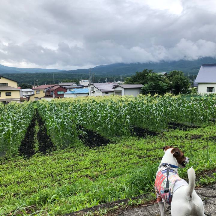 D4d26728 e7f7 414a be81 ca3e9ed0440d 1595480860114