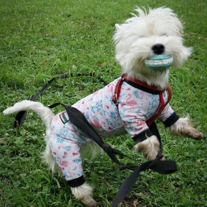 D4d8e282 f14d 41cf 8fb5 3a0cc613d7d5 1530229079595