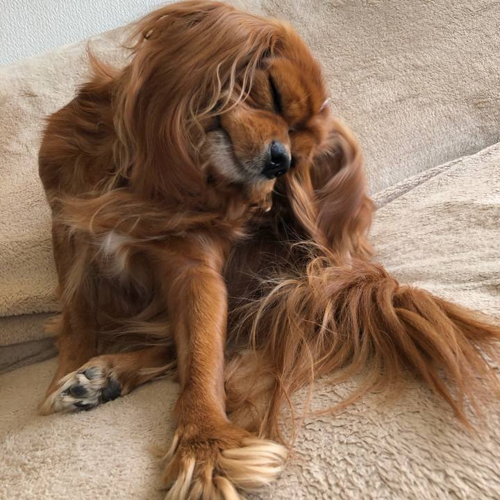 D4da51db 61c2 4c17 af71 a11e61daf6b8 1606085273286