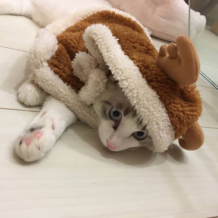 D4dd0bdb eba8 4619 80fc 50a0a24f4d72 1511696437723