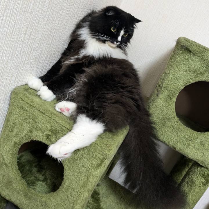 D4dd2632 78de 4a91 a38e 34738c7d9862 1722912812729