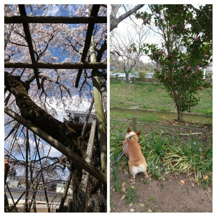 D4e075e3 43fc 4aeb 9ff8 b664d69317b5 1585048177002