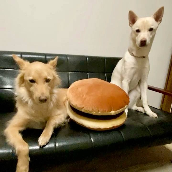 D4e11016 1682 4659 acb0 1fddf6536932 1768775330767