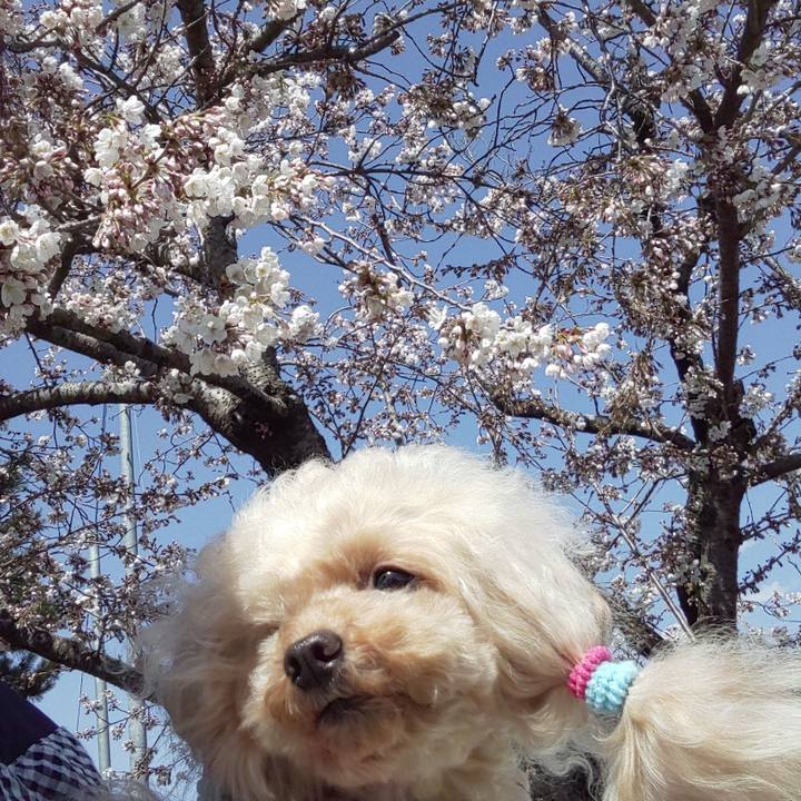 D4e151b0 ba67 4880 aeef c5394b6cc07f 1586262559726