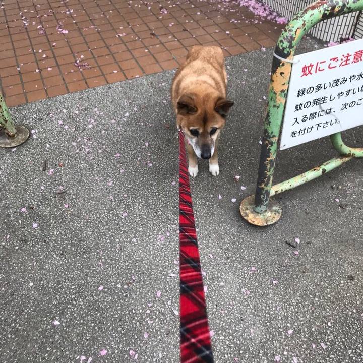 D4e17445 281a 46c3 9a4f 0c0b53522cd5 1523399925607