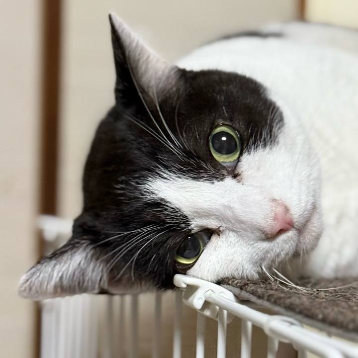 D4e2ccb1 2d4b 4abe a1be 4e7841d1fd6d 1740449765690