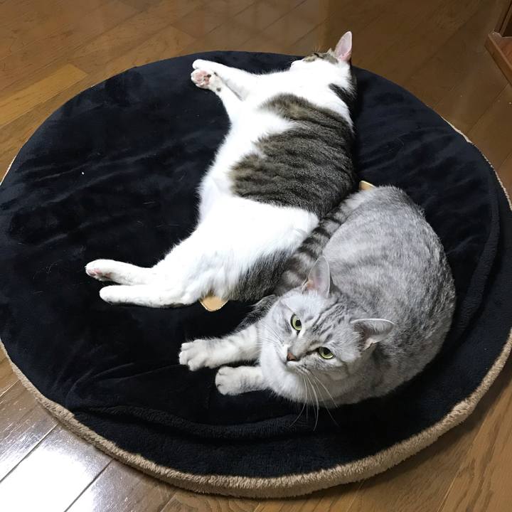 D4e36682 3ee4 4b88 ad68 acf9fa35f7be 1543405661143