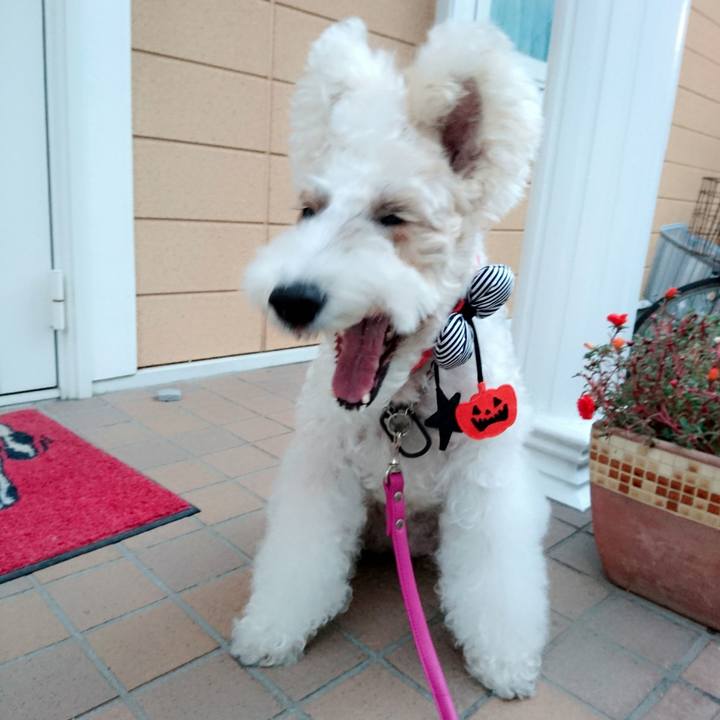 D4e55649 e950 4919 9ffd 0bfa02d3388b 1540971703999