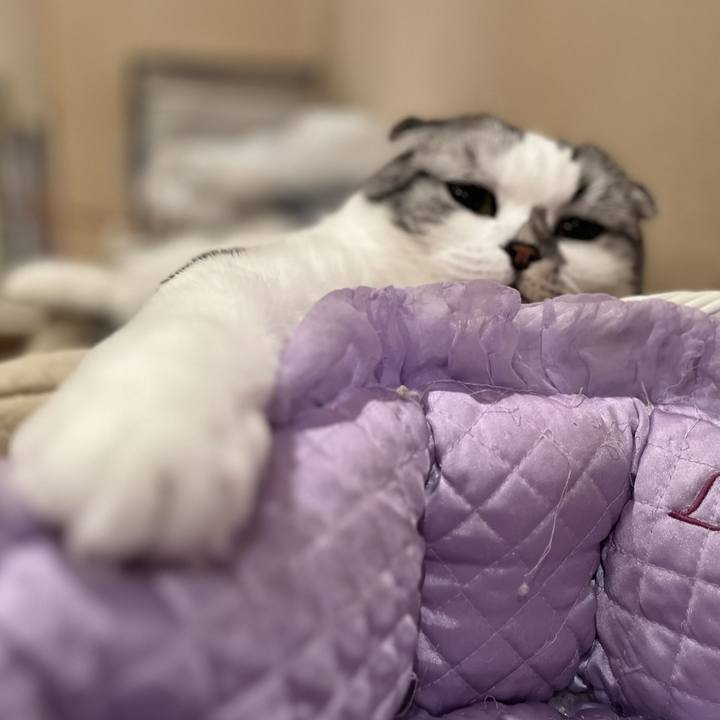 D4e7cfcc 8b18 48a6 bcbc 4599086045fa 1733115501498