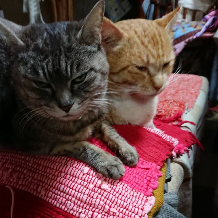 D4eb36d2 375f 4006 b658 894d061b2f2a 1554894198344