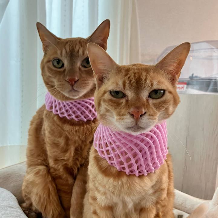 D4ef13c3 1670 4497 9260 39ee2ac2719b 1759145895902