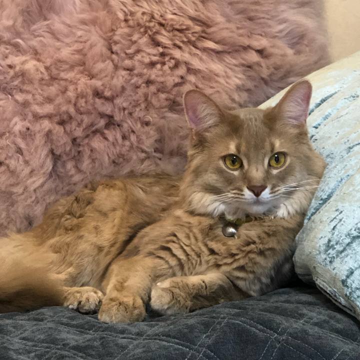 D4ef1da4 4ea8 4545 a40f 01443af83e41 1579833779618