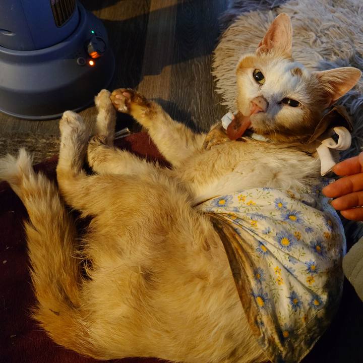 D4f1c28b e0f1 4acc 8aae 6daf8dc0d643 1763034897491