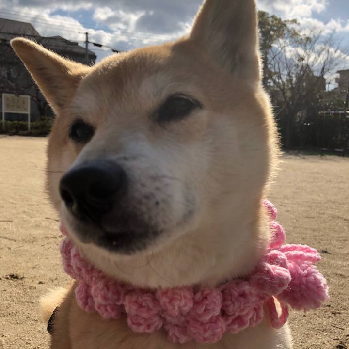 D4f5d18e a5a1 43c0 9f36 d66e33c8f460 1548992537125