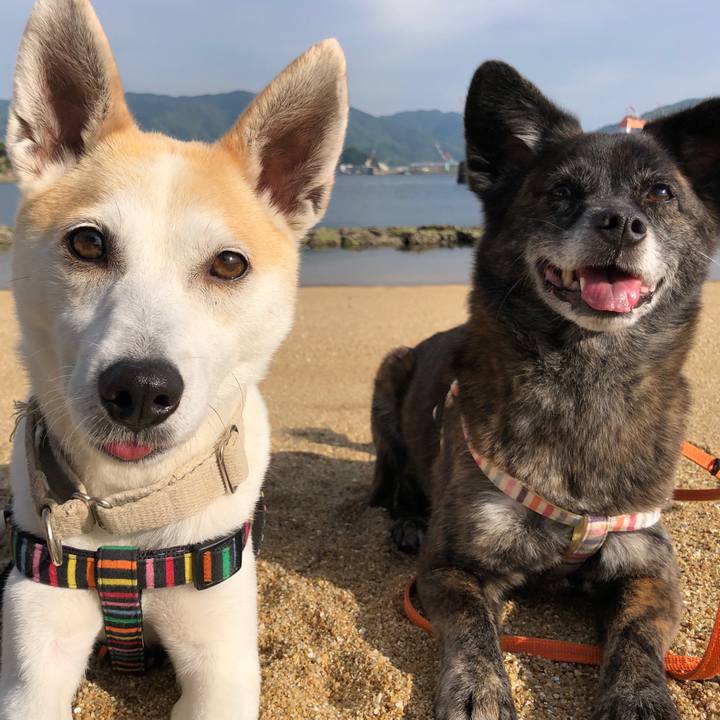 D4f6ecbc 0e2a 4e5e 8b54 0b8ebac28dc5 1590145015123