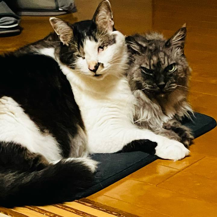 D4f78f40 dce0 4fc5 9efc 4aebf864178c 1751068052957