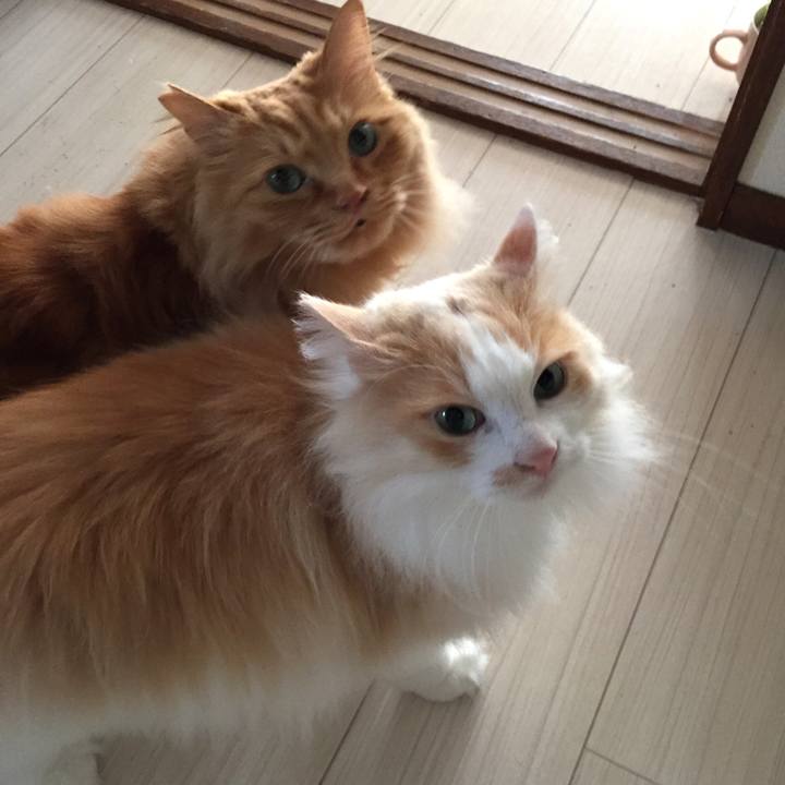 D4fc3bf6 f4a4 41ef ac52 da1311a06347 1524955398288