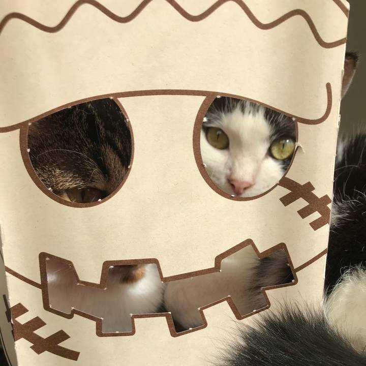 D508a6f2 dd2e 401a b7fe 873edf2b3c3d 1604226539951