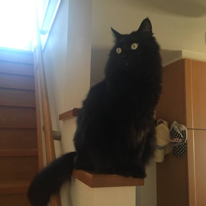 D508cc5f a718 401a a35a fba004d7c340 1558840832365