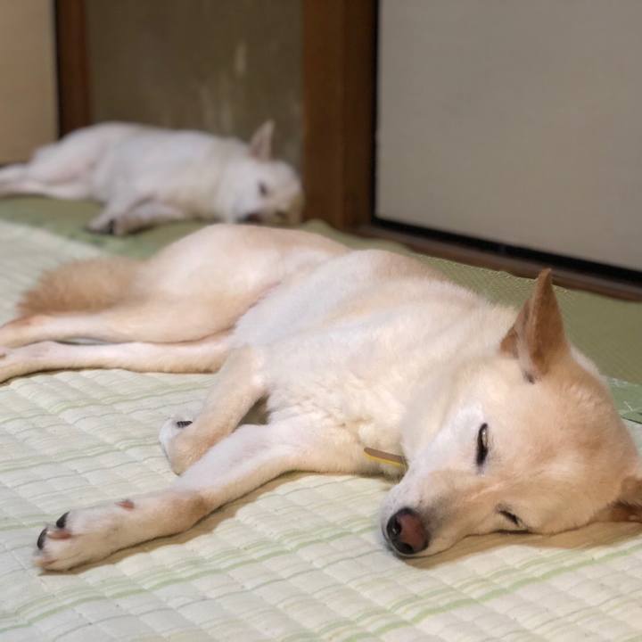 D50cc38e ba45 4dcb 9e8a dc94e48fe4c1 1596624491781