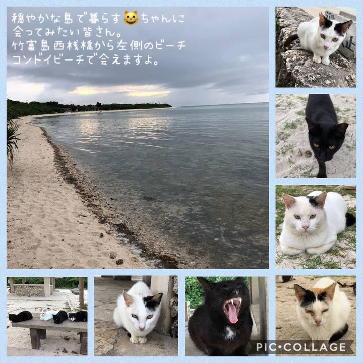 D50e9a95 2312 430a 865c 9821a2ae01e2 1544107183155