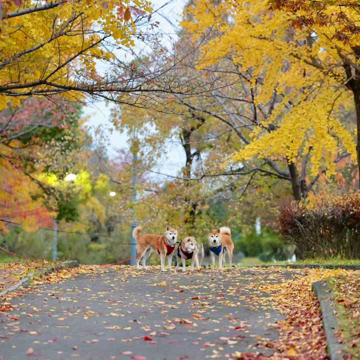 D50f1f4e 1432 4875 b88f b34675c68bcb 1764312498226