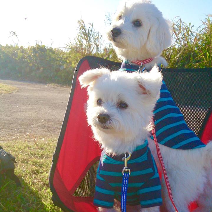 D51242cc 17b5 4b2c bb52 89950f9a7d01 1543901464370