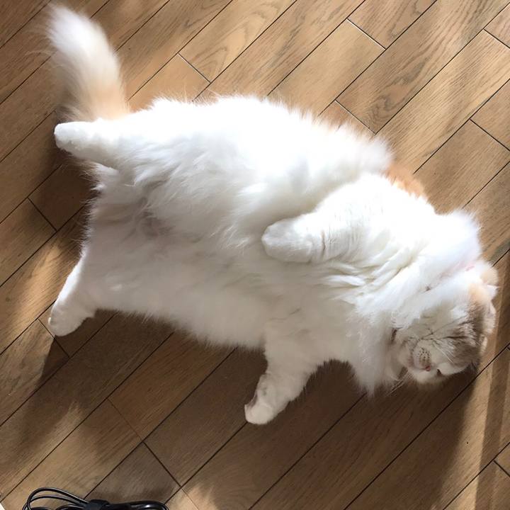 D5131955 6f56 40bb a094 4bb561bfc8f7 1543744279420