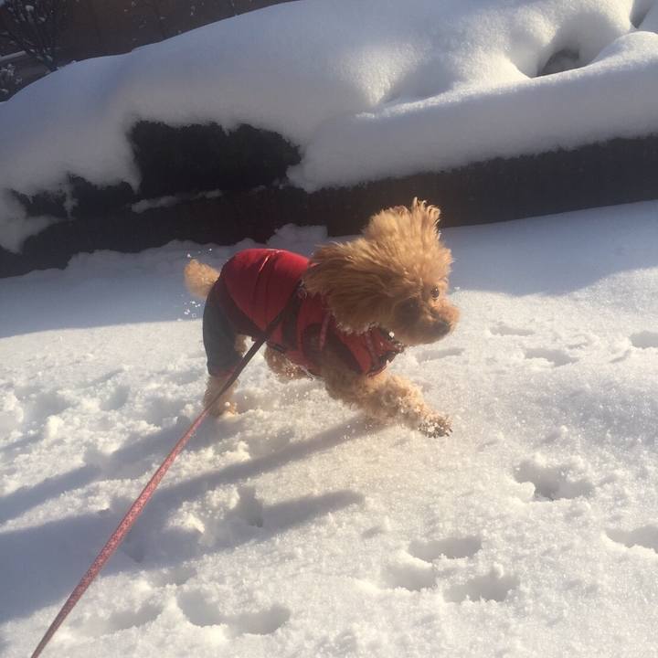 D513df50 2152 4617 9b91 6edc34320a7a 1516667319226