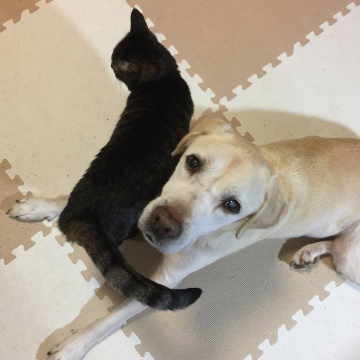 D51597a2 75a8 4bad 8c44 0d3e535b6322 1513332978494