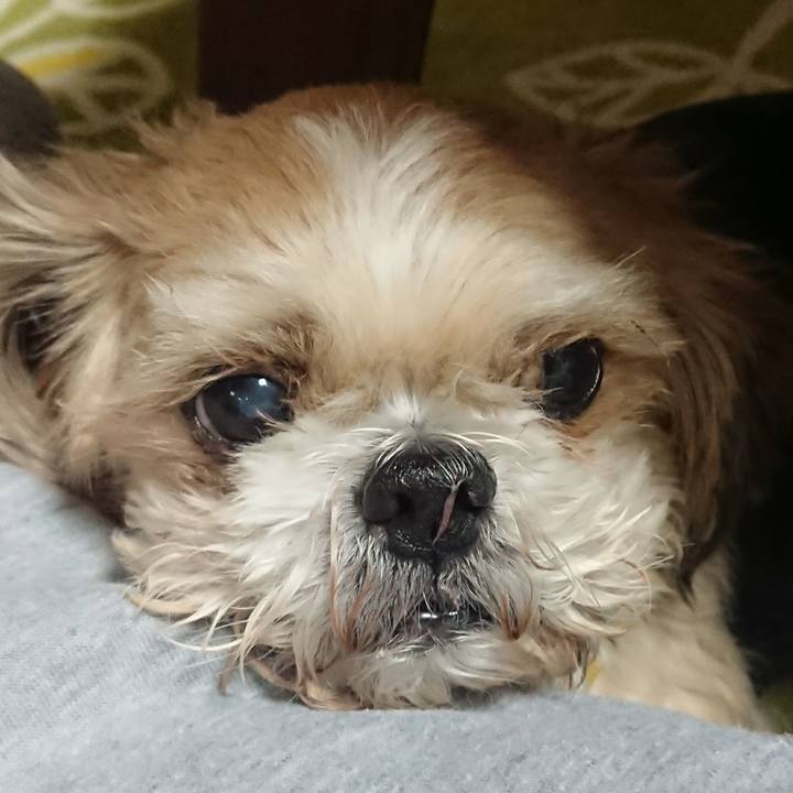 D516a79b 3b2a 41e7 85d2 bcaa170259f7 1513610149865