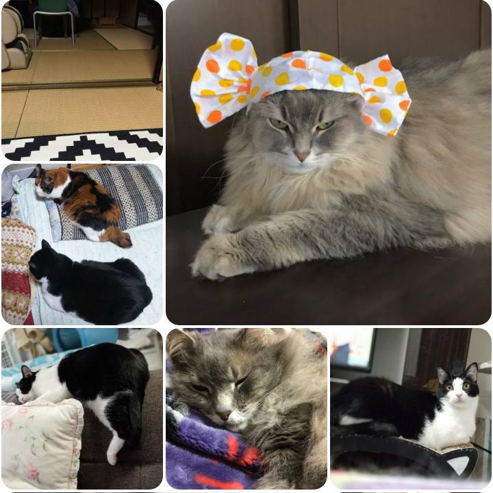 D51c5aa3 f864 4bf3 b762 3dab9f371592 1560335840475