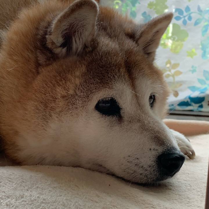 D51f4908 8ee9 47c7 b0f7 44af571a9f9e 1596948225870