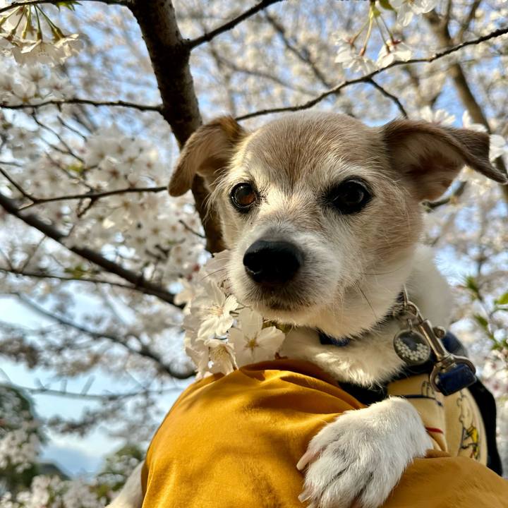 D5230daa cb36 40b2 84e0 7aa2f98cab3c 1743851102351