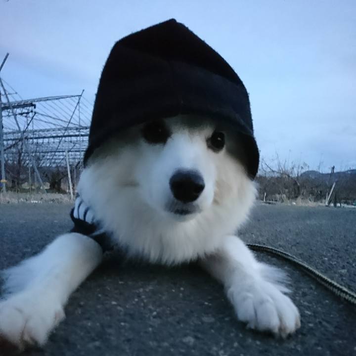 D5233b80 e1c0 43a2 919a 0a49e08f6c9d 1513287107347