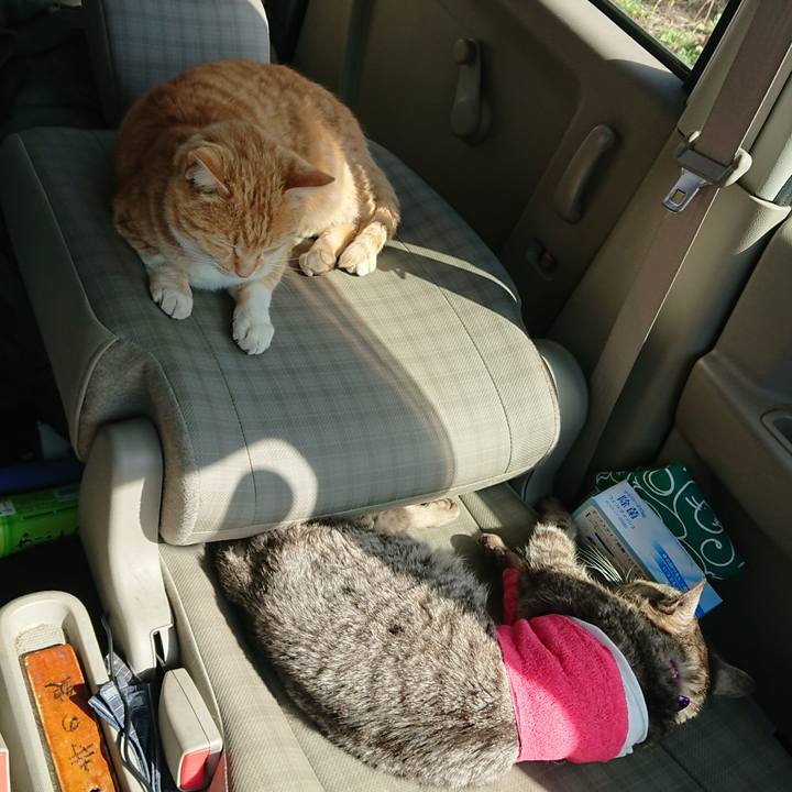 D5240a4c 9278 4869 a15b e44d9d57226f 1586671401014