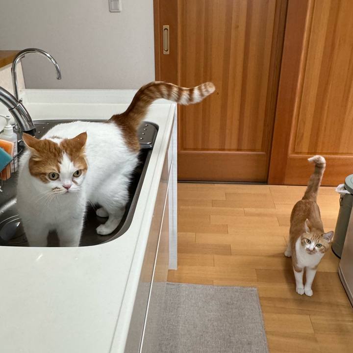 D526297d ab04 4ff4 b5c4 e94ebbe1f329 1777074572264