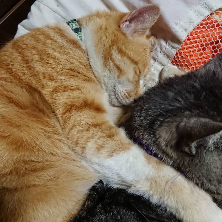 D527c77a 3aed 4182 8709 18924c469f7c 1585486093523